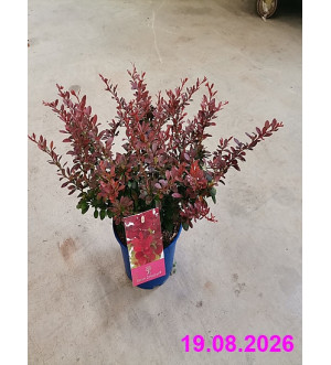 Berberis thunb. 'Bagatelle' C 2 L